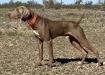 Field bred Weimaraners