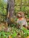 Capone (sire) with a roughed grouse. 