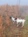 Willa on lead point.  Otto backing with bird in mouth. 