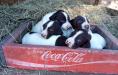 Beautiful pups at 3 weeks old