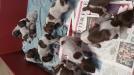 Sage and Max's puppies!