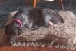 Sage!   Puppies  mother
