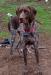 Maximus Meridius Czarnego Z Dworu Westwind Von Beauchene!   The puppies father. 