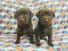 Chocolate lab puppies