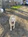 Raylan