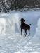 Lexy in the snow