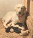 Daisy-litter dam with pups 