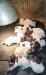 High Island Wirehair Puppies