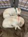 Yellow males: orange collar available. Photo at age 4 weeks. $1000