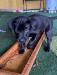 Black Male - Tan Collar - 7wks