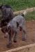 Scout. Male