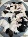 Otto x Dixie Litter Pic