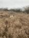 Otto - quail hunt pic