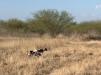 DAM - Dixie
Quail hunting in South Texas