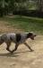 Judy 1 year old female