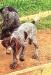 Scout. Male