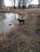 Hank around the pond