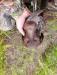 I have video of some of his dove retrieves. Available upon request.