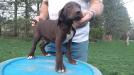 LIVER MALE @ 8 WEEKS OLD