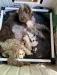 Italian Spinone puppies ready for homes June 10. Championship bloodlines with excellent temperament,  Orange and Brown Roan male and females available. visit our website valleymistspinone.com or contact us valleymistspinone@gmail.com 678-860-6139