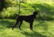 SHELBY MOESGAARD WESTWIND VON BEAUCHENE!  Mother of the litter!   She has between 8-13 puppies per litter.
OFF THE CHARTS LINEAGE 