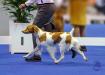 GCH Gourley's The Future Is Ours aka Kaylee 
Dam of upcoming litter. OFA good