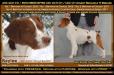 GCH Ataboy's Bedazzle 'N Bemuze aka Baylee
Sire of upcoming litter. OFA excellent