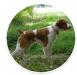 Kaylee's grandsire amateur national gun dog champion Spring Hill's Hot Wheels aka Wheels. OFA good