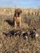 Dam - South Dakota Pheasant Hunt