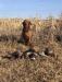 Sire - Cash South Dakota Pheasant Hunt