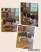 A lively adorable female and 2 handsome male GSP puppies are looking for a home.   Contact 563-379-5659