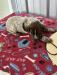German Shorthaired Pointer whelped 4/2/2023lFemale
Liver/Ticked/Patched he have a liver head with white down the middle and across the noses.
Priced at $1,000.00 