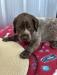 German Shorthaired Pointer whelped 4/2/2023lMale
Liver/Ticked/Patched he have a liver head with white down the middle and across the noses.
Priced at $1,000.00