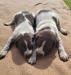 2 Roan/Liver/Patched/Ticked males