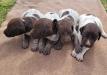 3 Roan/Liver & 1 White/Liver female pups