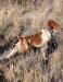 Kaylee's littermate brother out hunting. Nice classic point. OFA excellent