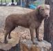 CH REGINALD THE KNIFE O'SHEA LEDENFER.
Stud dog