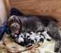 June Bug and her 3 day old puppies 