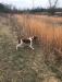 Ryder-Sire-Orange & White
