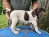 #2 FEMALE AT 4 WEEKS OLD (SOLD)