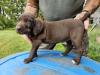 #3 FEMALE AT 4 WEEKS OLD (SOLD)