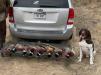 Pheasants in South Dakota.