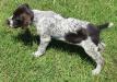 Foxy, Female GWP