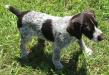 Foxy, Female GWP