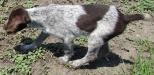 Jack, Male GWP Puppy