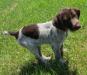 Jack, Male GWP Puppy