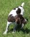 Zack, Male GWP Puppy