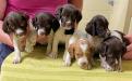 Female Puppies Father: FC Fairleahs Gambit 
Mother: Warmarks Coppers Magnum Jade 