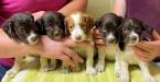 Female Puppies Father: FC Fairleahs Gambit 
Mother: Warmarks Coppers Magnum Jade 