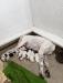 Maggie and last litter.